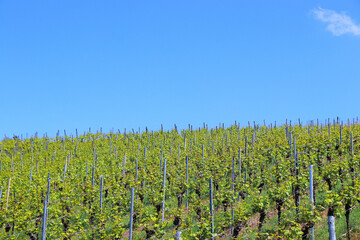 european south german vineyards landscape