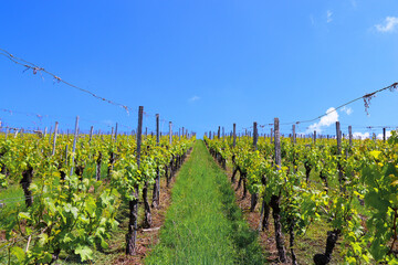 Fototapeta na wymiar european south german vineyards landscape