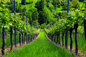 Fototapeta na wymiar european south german vineyards landscape