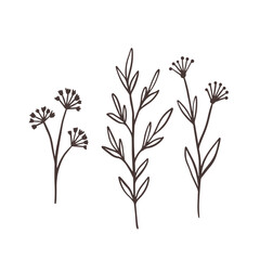 Botanical floral branch set. Line art monochrome vector illustration.