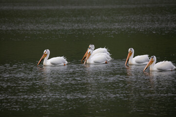 Pelicans in water