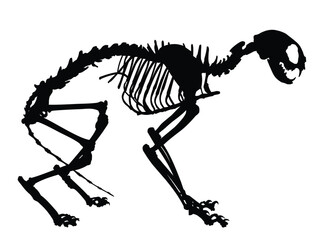 The skeleton of a large cat.
