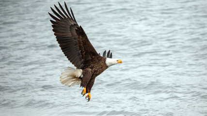 Mature american bald eagle [haliaeetus leucocephalus] with outstretched wings in coastal Alaska...