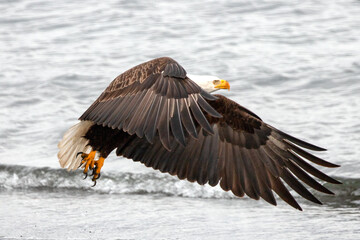 American bald eagle [haliaeetus leucocephalus] with outstretched wings in coastal Alaska United States