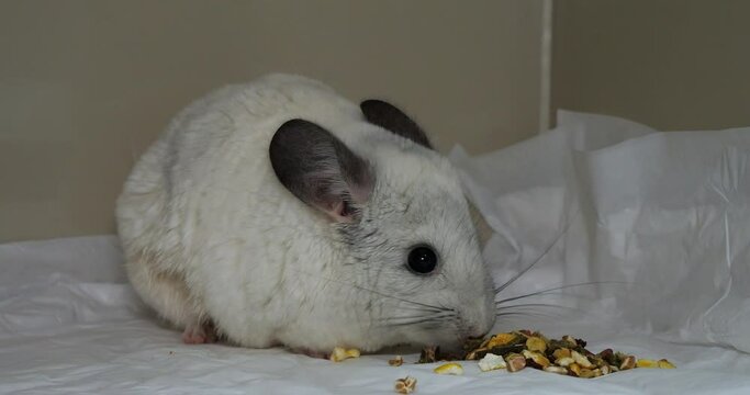 Funny chinchilla eats food in a hospital veterinary clinic. A cute little sick chinchilla was brought to the veterinary clinic for treatment. The concept of a doctor taking care of a chinchilla.