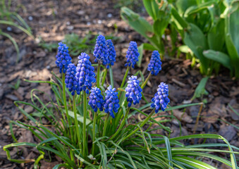 Muscari Flowers Closeup, Blue Violet Grape Hyacinth, Early Spring Flower with Selective Focus, Macro Photo of Muscari