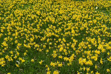 Many Daffodils Flowers, Yellow Narcissus Field, Early Spring Flowers