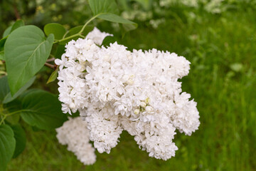 Lilac Flower Branch Closeup, Macro Photo of Spring Blossom Bush, White Lilac Flowers