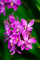 Fototapeta na wymiar close up of pink orchid