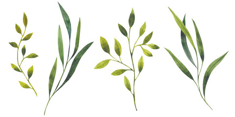 Watercolor illustration of a green leaf. Isolated element on a white background. Plant botanical clipart for postcards, invitations, templates, backgrounds.