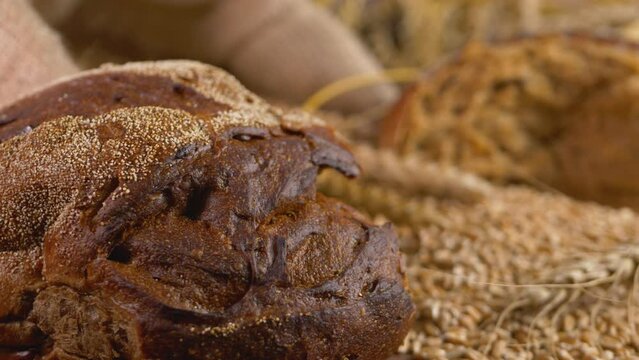 Heap of ripe wheat. Organic bio food concept. Cultivate crop, organic agriculture. Quality assurance concept. Ears of grain stem of cereal wheat plant. Dark rye type bread