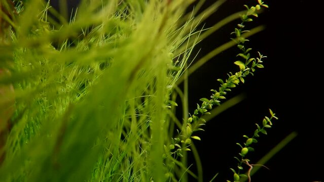 green seaweeds underwater, swaying herbs in water under sun rays, fabulous view inside depth