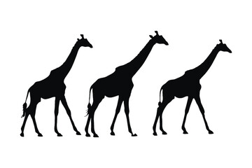 Wild giraffe silhouette set on a white background. Herbivorous wild giraffe silhouette bundle design. Camelopard standing and walking in different positions. Giraffe full body silhouette collection.