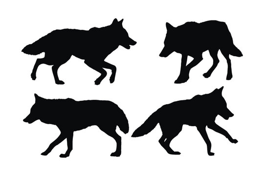 Wild coyote walking silhouette set vector on a white background. Carnivore wild wolf silhouette bundle design. Coyote walking and standing in different positions. Wolf full body silhouette collection.