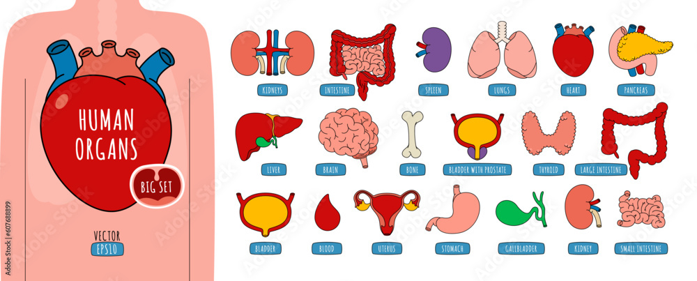 Wall mural Large set of human internal organs in cartoon style, including brain, heart, liver, spleen, kidneys, lungs, stomach, etc. Vector illustration