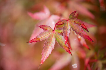 red maple leaf
