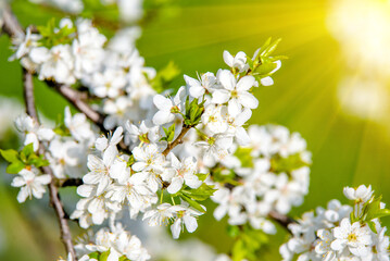 Cherry blossom branch in the garden in spring
