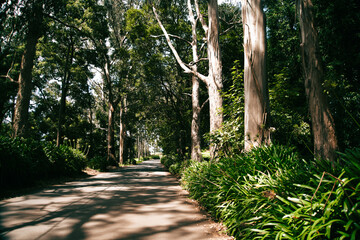 Straße im grünen Wald 