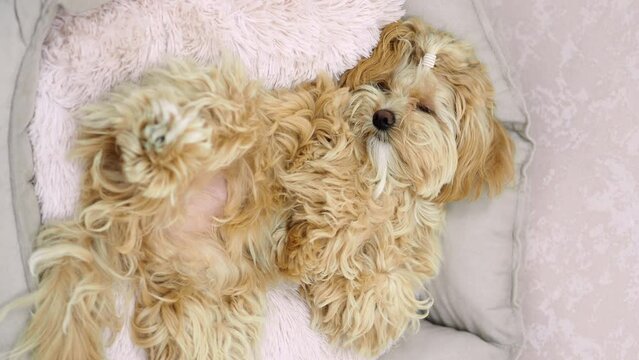 Funny dog lies on the pillow and enjoys. Calm shaggy puppy is resting. Cute thoroughbred puppy of a dwarf breed. Golden color in the litter