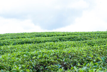 Fototapeta na wymiar Tea Garden in the area of Mount Kerinci, Jambi, Indonesia