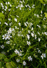 White flowers of Stellaria holostea (Rabelera holostea).