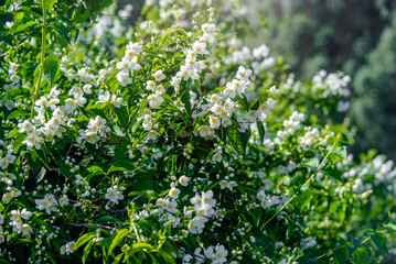 Jasmine blossom branch in the garden in spring
