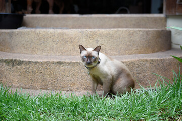 The Thai or Wichien Maat preserve the old-style or traditional Siamese cat