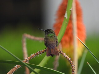 Colibrí © Pablo