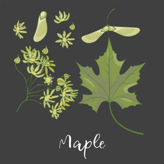 Maple Leaf and Flowers on Black