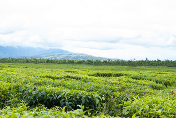 Fototapeta na wymiar Tea Garden in the area of Mount Kerinci, Jambi, Indonesia