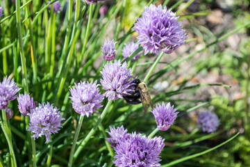 Fototapeta premium Bee on a Lavender