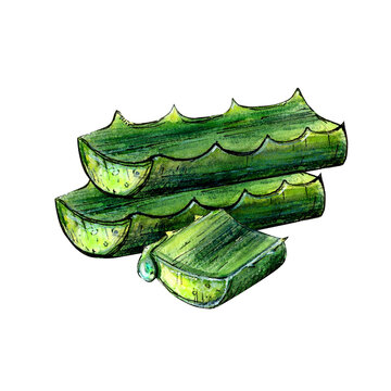 recommend clip art: Watercolor drawing of aloe vera chopped leaves on white background. Realistic detailed picture for illustration, stickers, cards, scrapbooking
