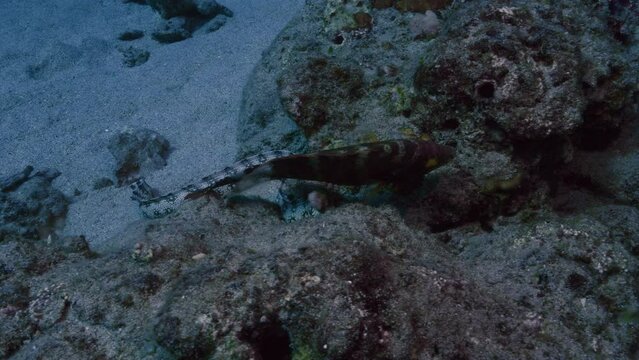 Amazing relationship between snowflake moray eel and floral wrasse.