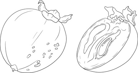 Hand drawn persimmon, date plum fruits. Black and white botanical, coloring pages, vector illustration in sketch style