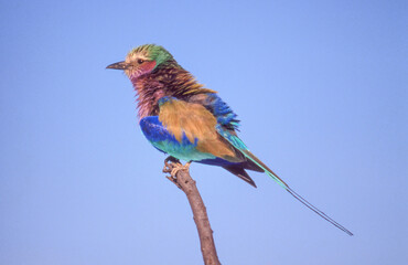 Lilac-Breasted Roller