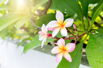 Beautiful Plumeria flower with morning warm light background, tropical nature concept, outdoor day...