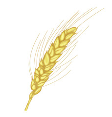 Wheat spike. Element for the theme of the harvest festival