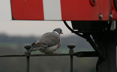 Pigeon
