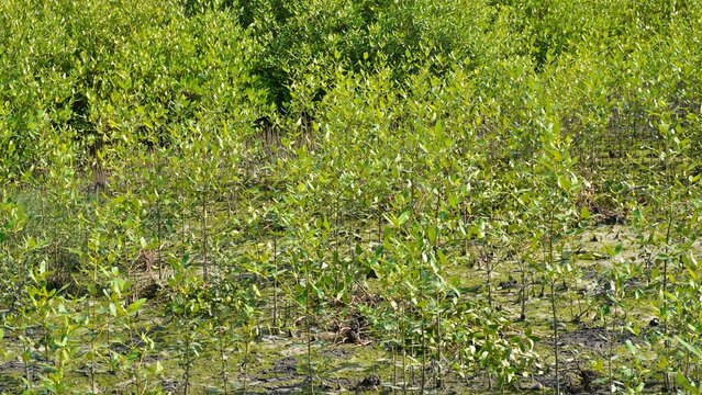 Rhizophora racemose is a species of mangrove tree in the Rhizophoraceae family. Mangrove forests grow along the coast, river estuaries some even grow in peat bogs