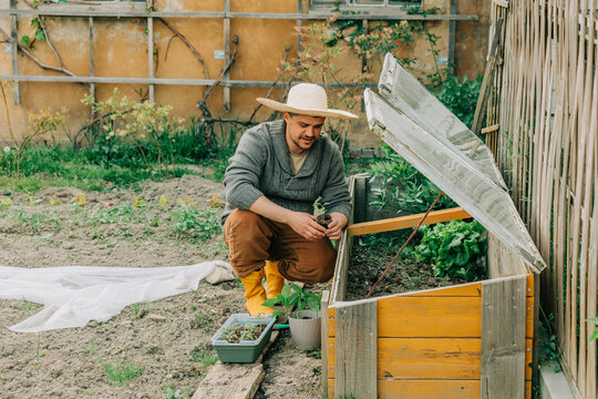 Man planting vegetable seedling in cold frame at garden