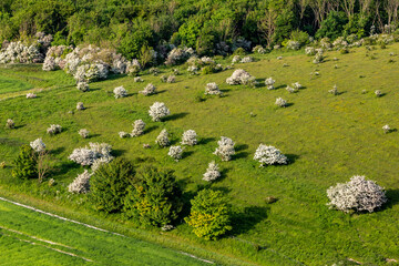 Fototapeta na wymiar An aerial view of hawthorn in bloom in May, on the South Downs in Sussex