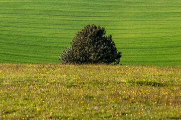 A tree against farmland with a wildflower meadow in the foreground and a shallow depth of field