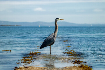 great heron