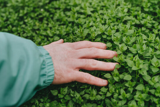 Hand of man touching green grass