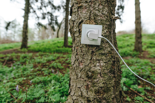 Electrical outlet with charger on tree trunk in forest