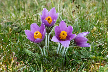 Pulsatilla Kuhschellen Blumen im Frühling