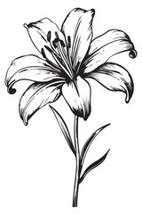 Fototapeta premium line design of lily flower