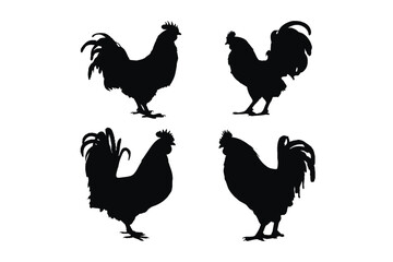 Domestic roosters standing in different positions. Herbivorous rooster standing silhouette on a white background. Rooster full body silhouette collection. Big chicken silhouette bundle design.