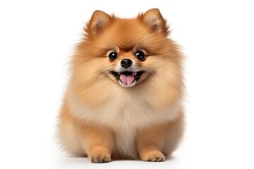 Obraz premium Adorable Pomeranian creative illustration - Generative AI