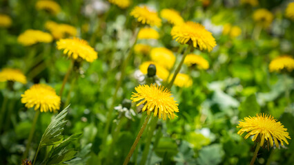 picturesque meadows of Nadiya farm in Kirovohrad region
